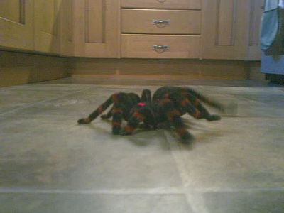 Remote Control Animals