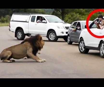 Travel With Some Effective Animal Spotting Tips