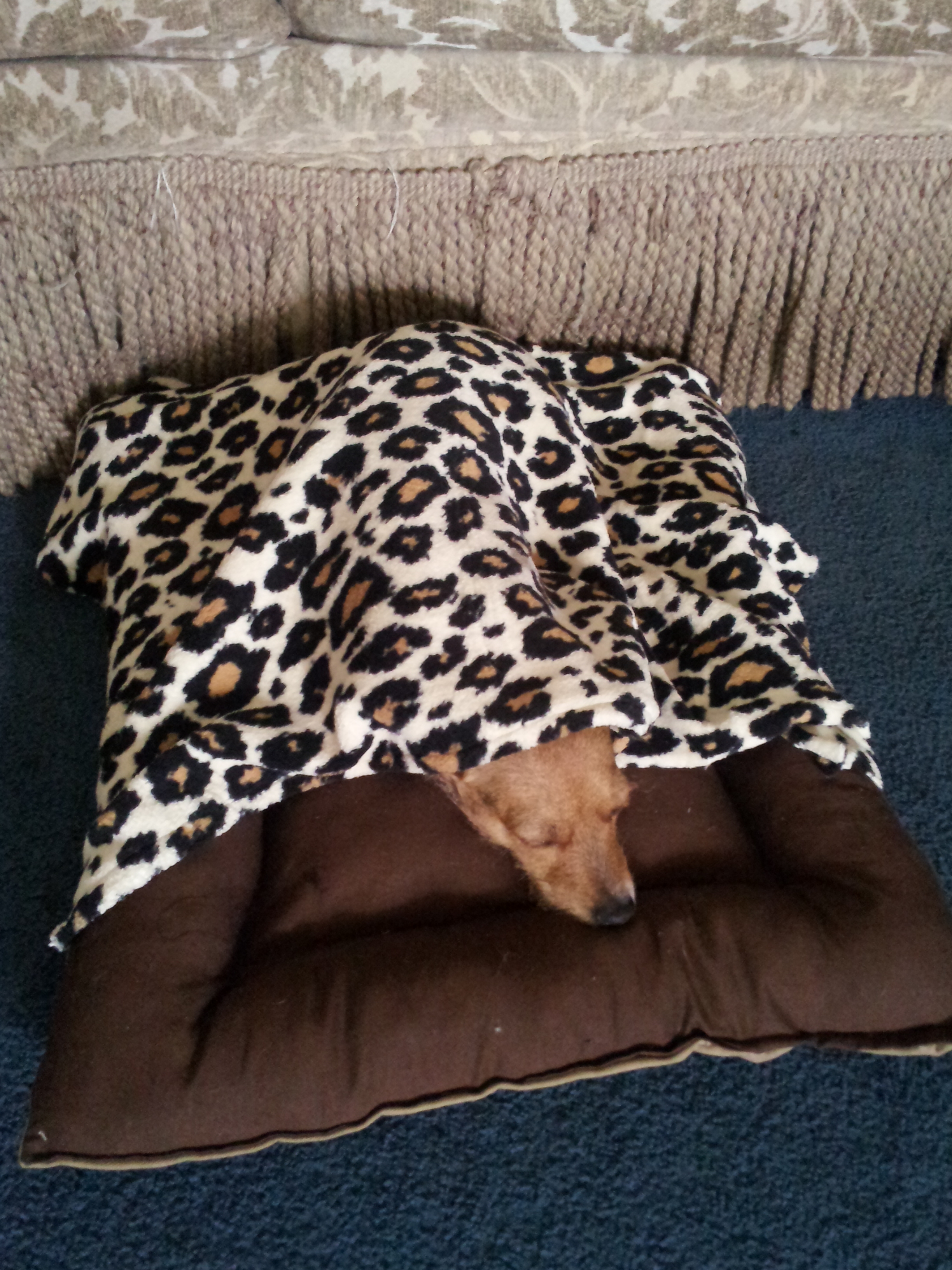Dog Bed With Removable Blanket : 6 Steps (with Pictures
