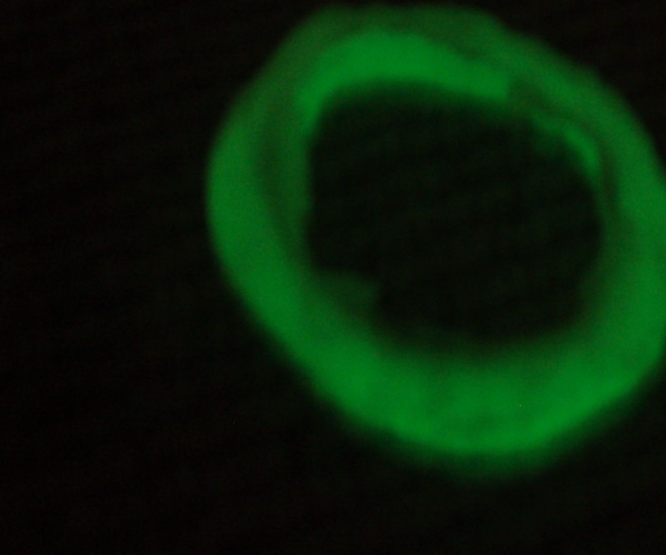 Glow in the Dark Seatbelt Buckle Band