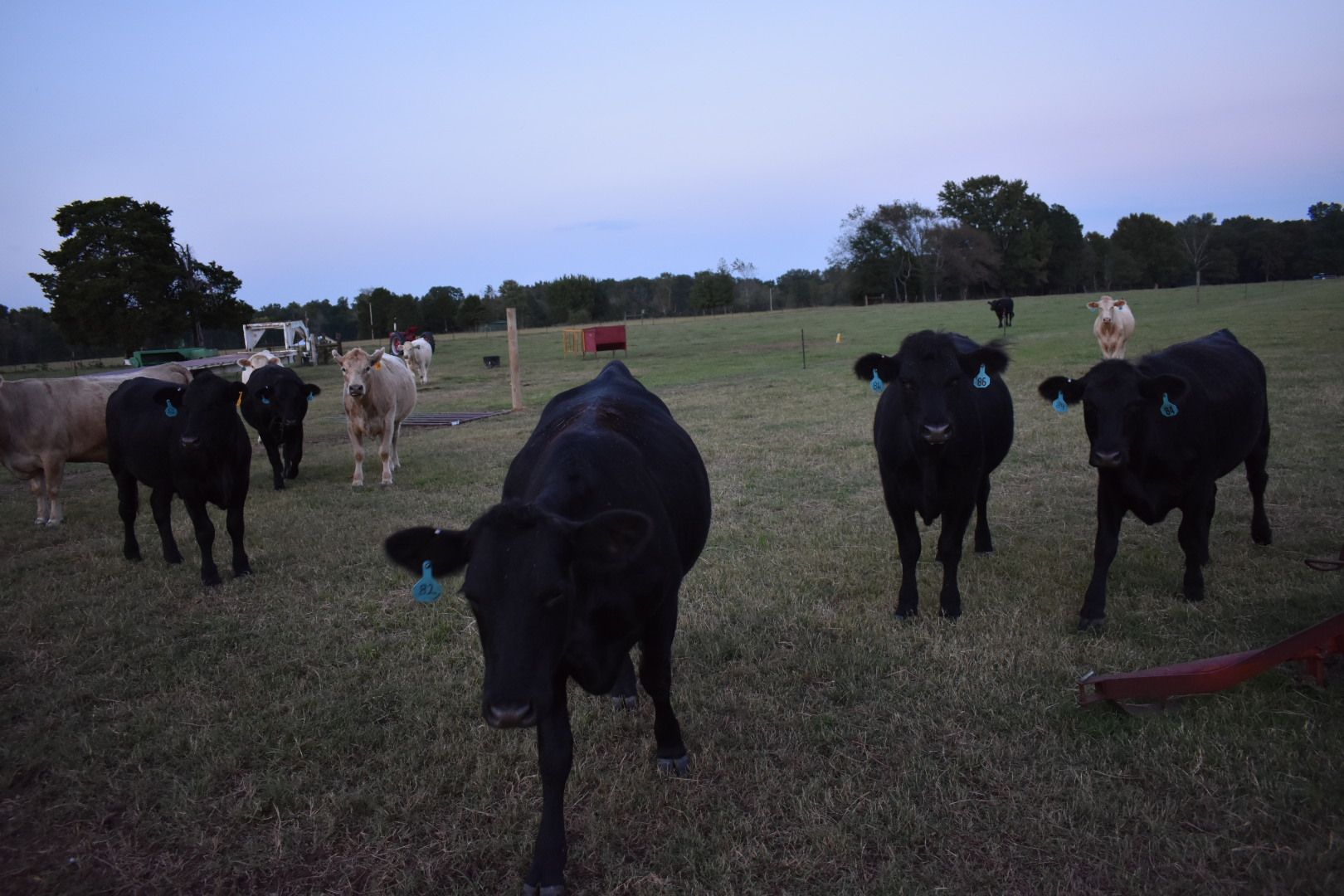 How to Work Cattle 7 Steps Instructables