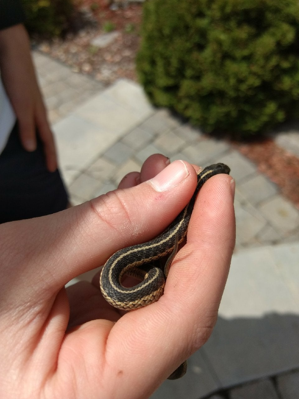  Catching a Snake Without Getting Bitten or Harming the Snake