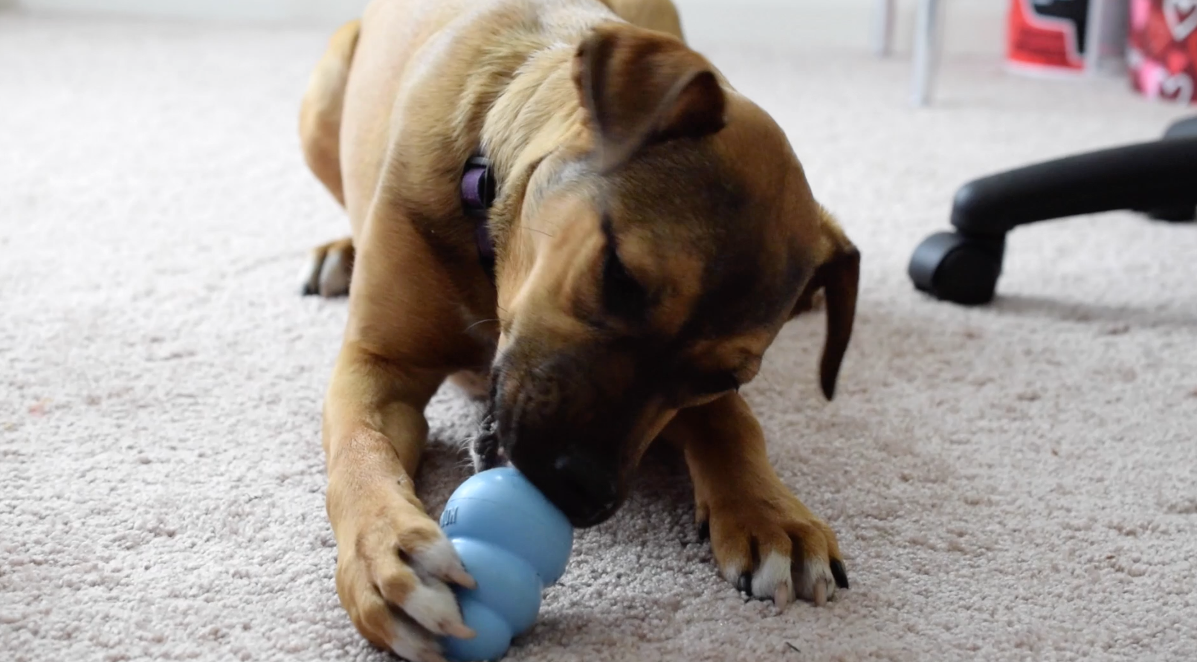 Puppy Popsicles and Dog Kong Treats 9 Steps (with Pictures