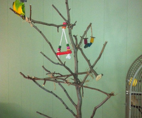 Parrot Play Gym on a Budget