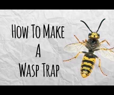 How to Make a Wasp Trap for 1 Cent
