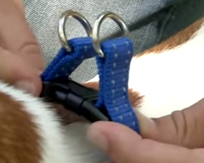 How to Make a Step in Dog Harness using Nylon Webbing Material