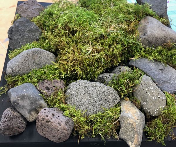 Moving Moss
