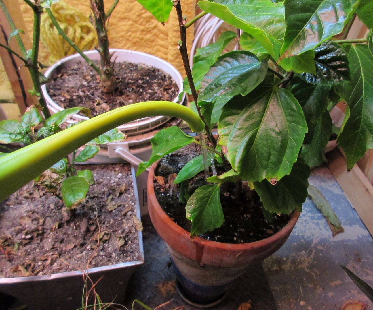 Weird Organic Fertilizer