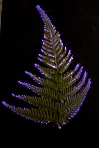 Kirlian Machine