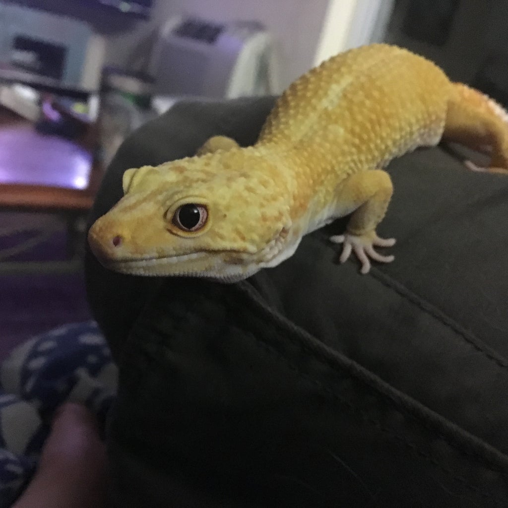 Leopard Gecko Habitat