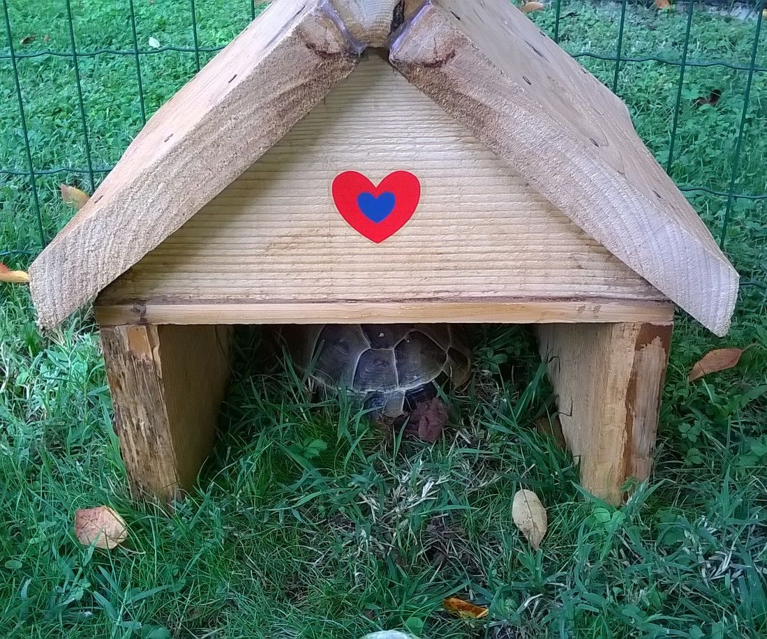 Home Made Turtle House