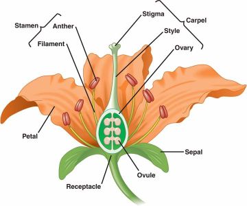 Hand Pollinating Soybeans