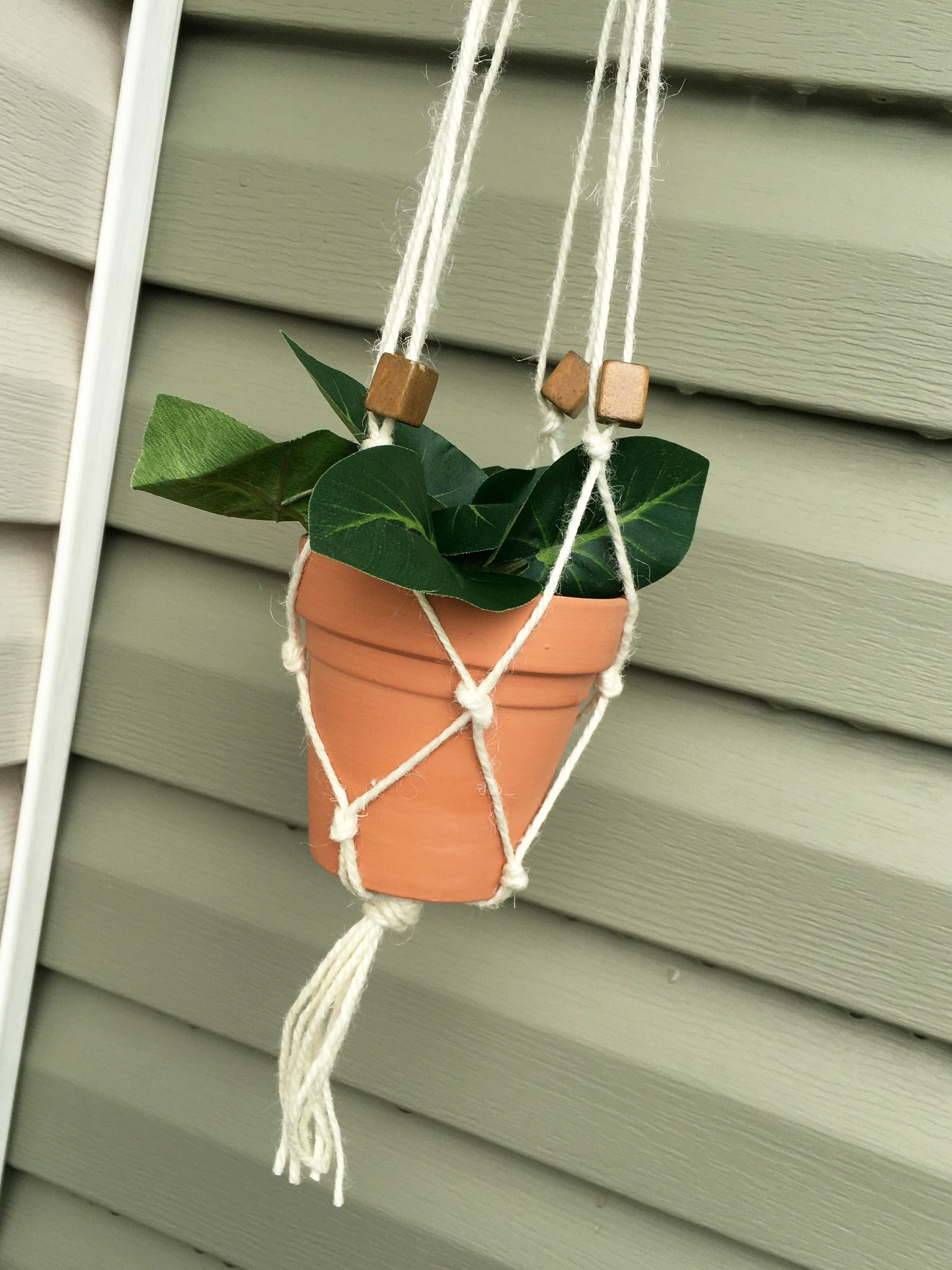 black cardinal philodendron site etsy.com Philodendron Black Cardinal