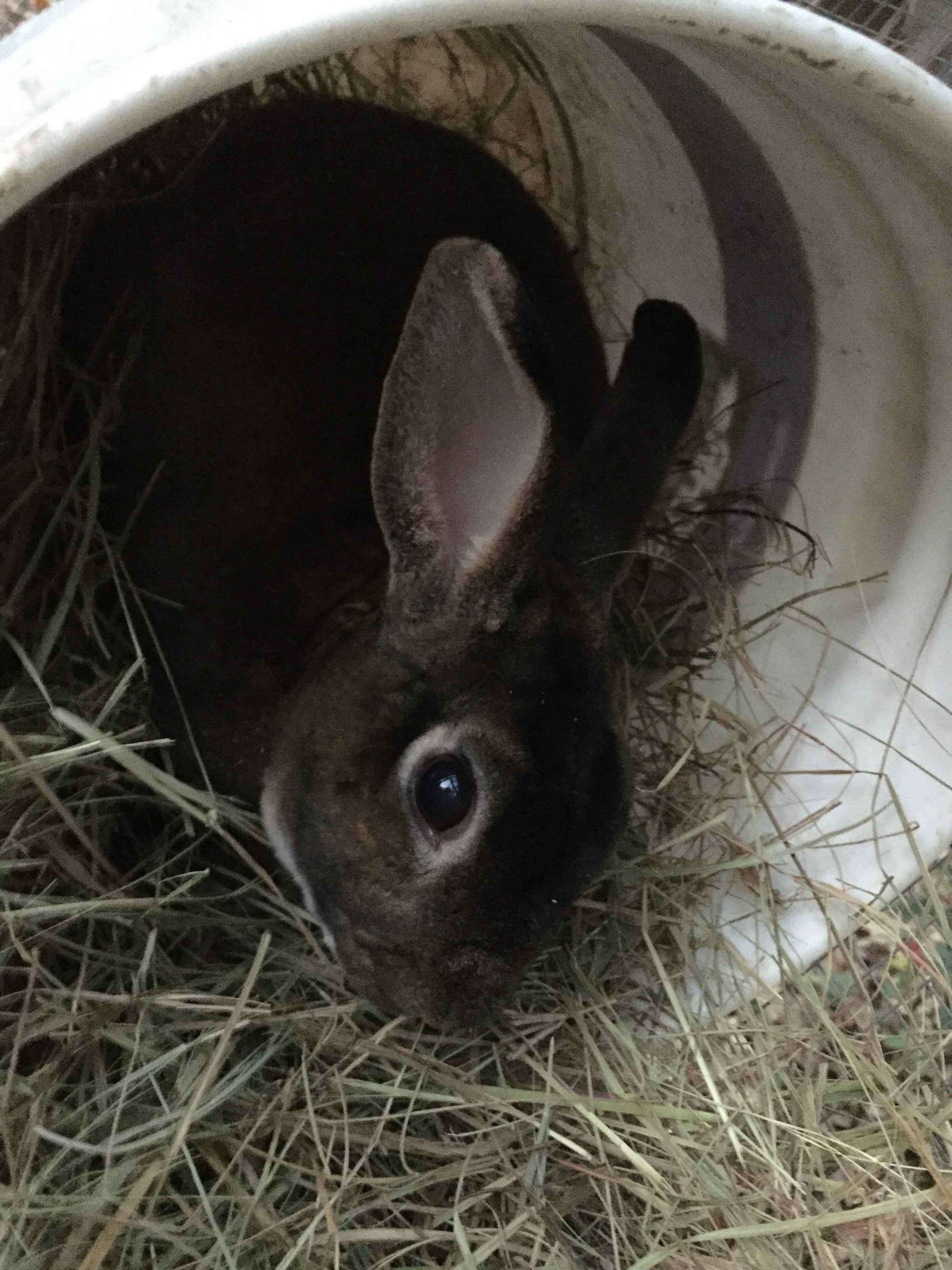 How to Make a Rabbit Hut Out of Simple Things