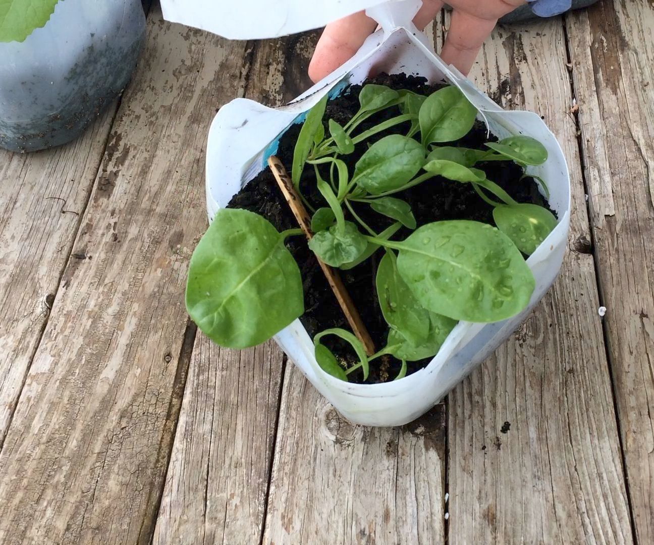 How to Start Seeds Outside Early: Winter Sowing