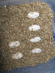 Checking for Eggs