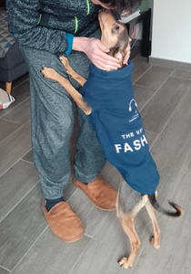 Dog Sweater Out of an Old Hoodie (with Pattern)