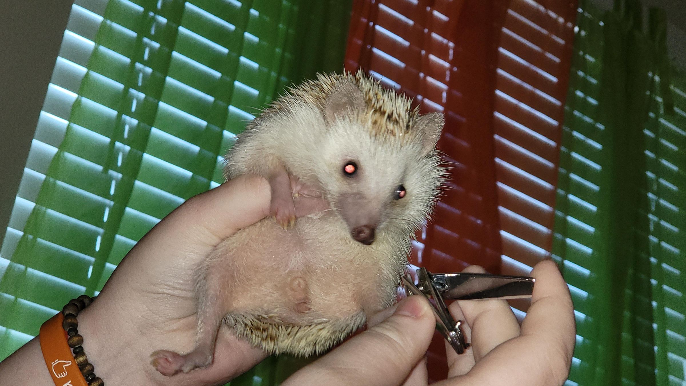 Hedgehogs As Pets 5 Steps Instructables