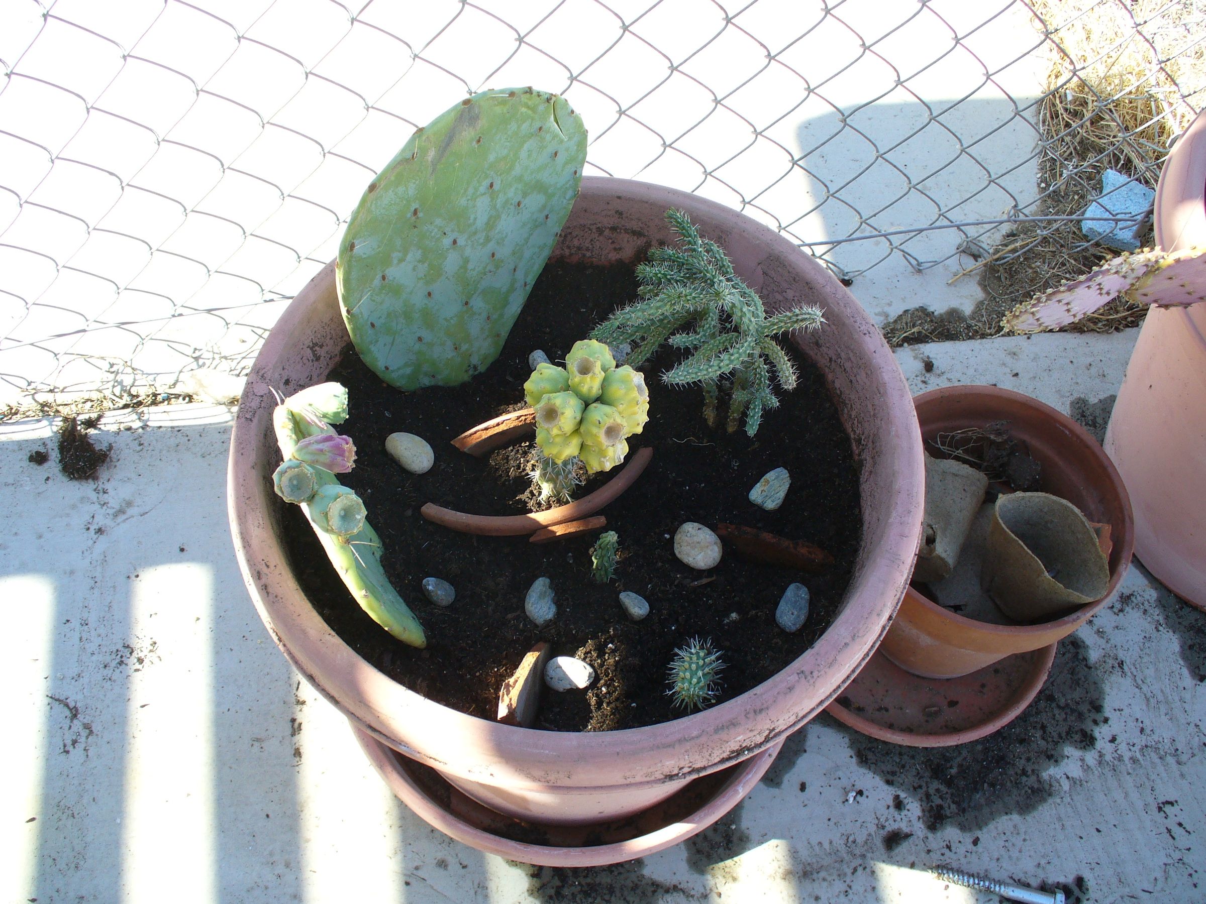 How to Make a Cactus Container Garden
