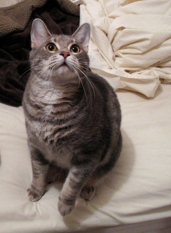 Motion Sensitive Cat Treat Dispenser