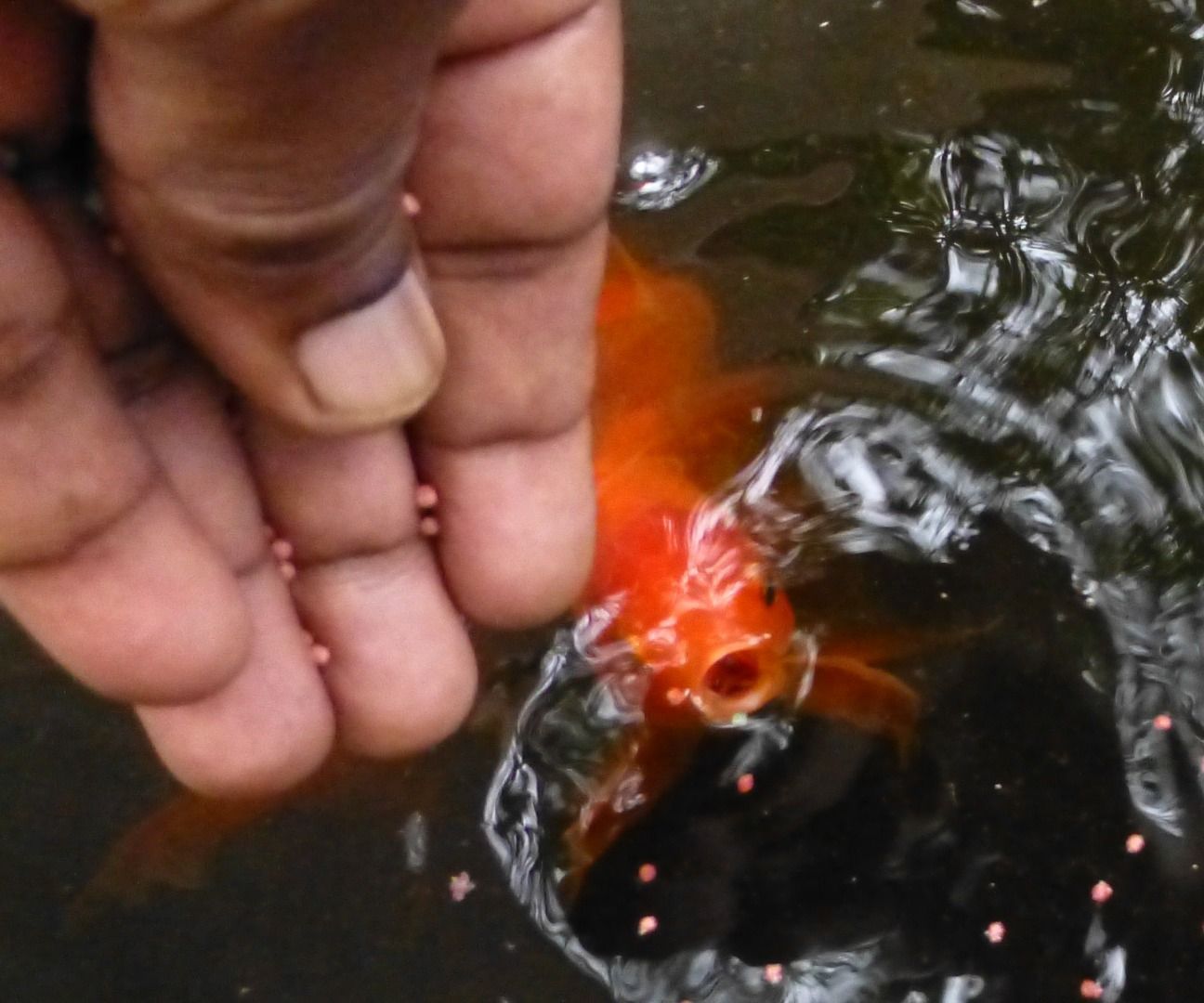 Train Your Fishes to Eat From Your Hand