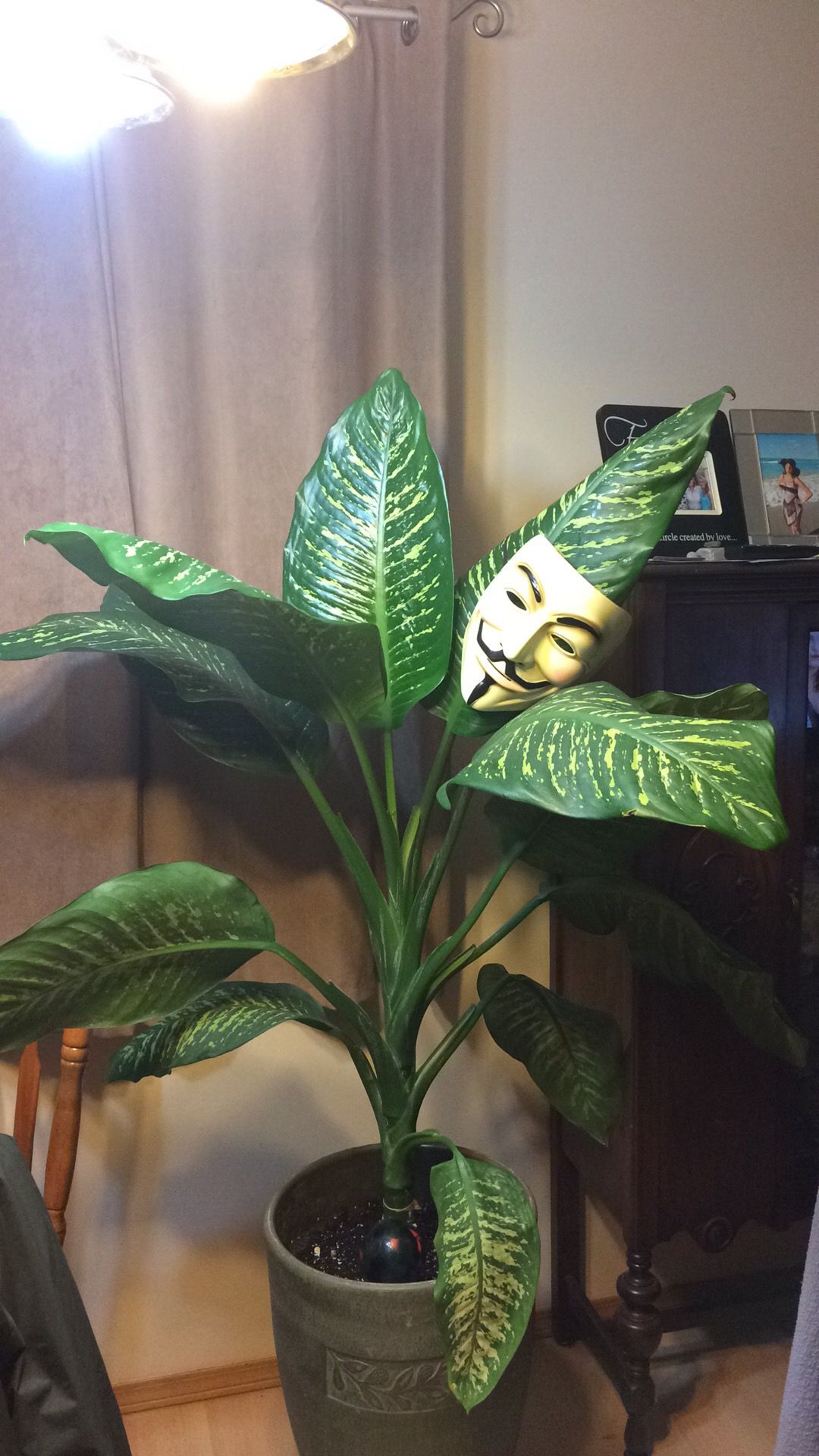 ctenanthe plant LP CALATHEA CTENANTHE SETOSA GREY STAR 6.5 IN – Hefty Harvest main image 0