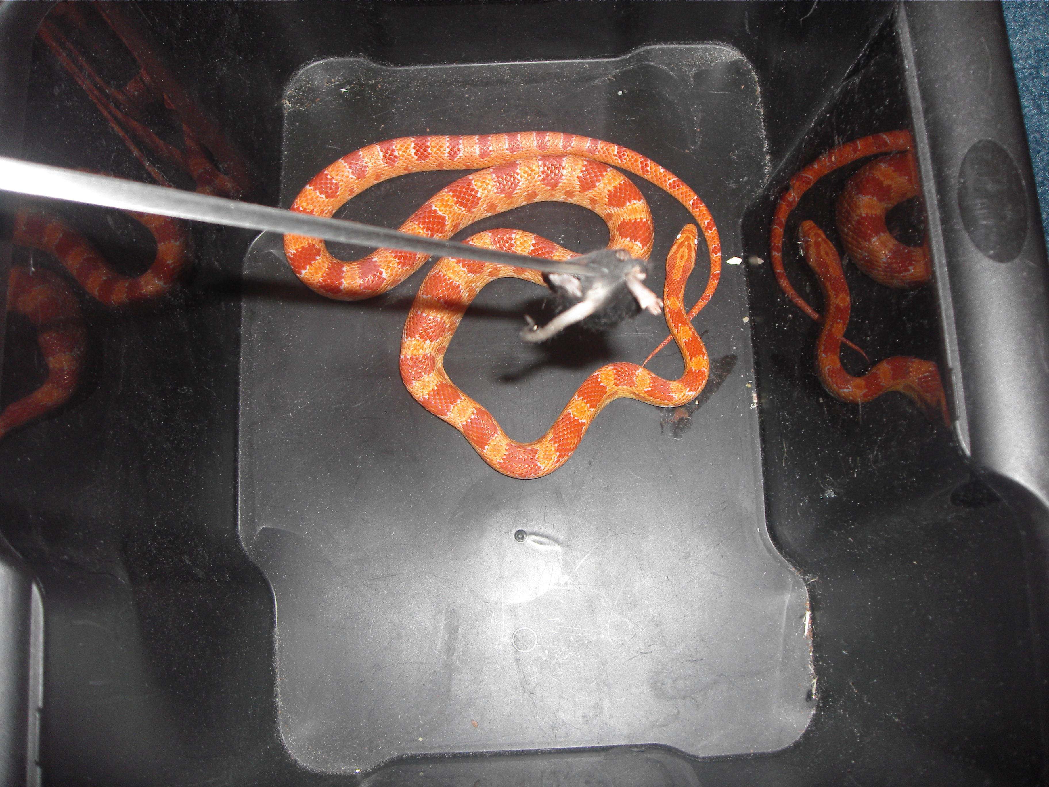 Feeding a corn snake. If you like mice, you won't want to watch this.