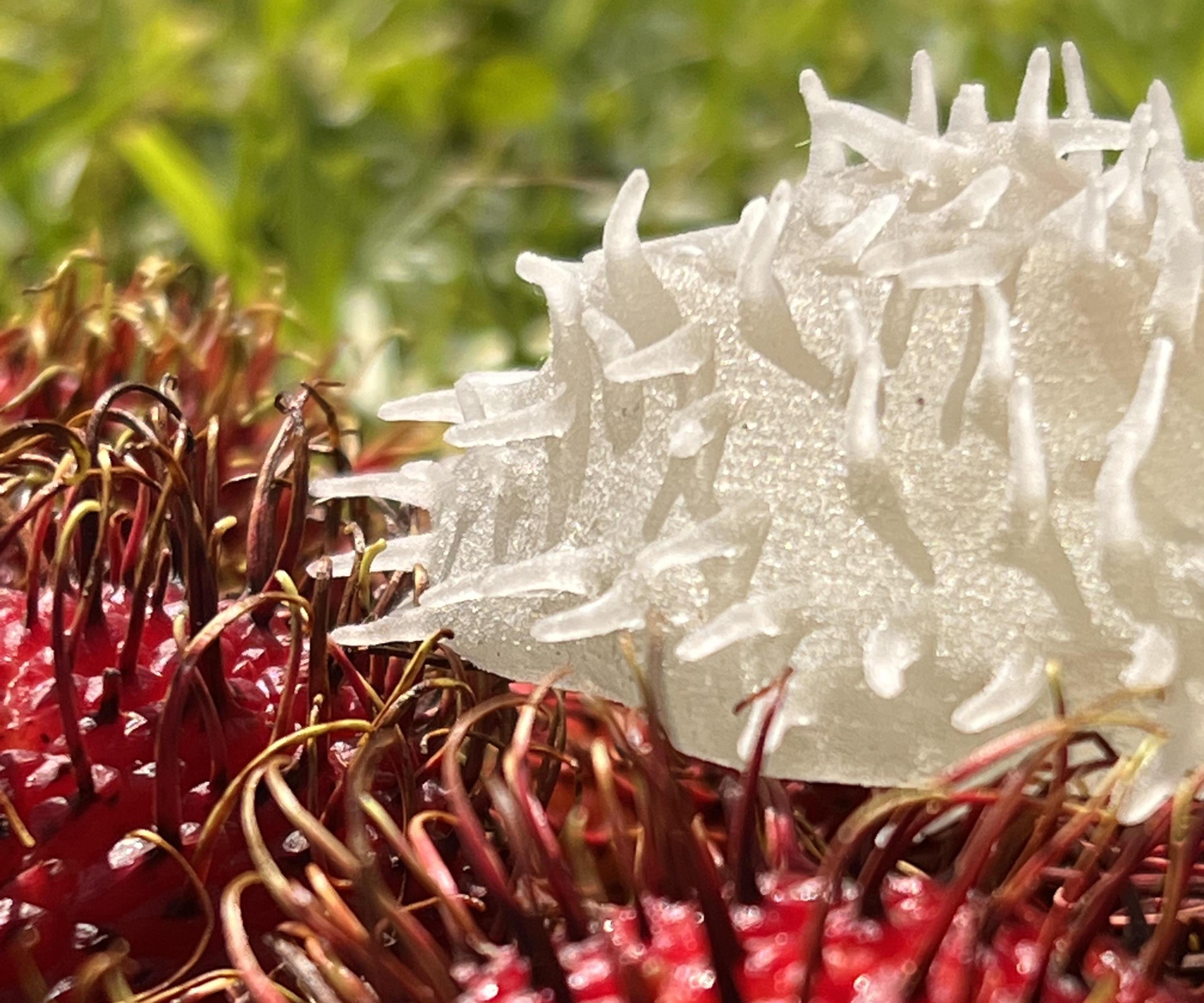 Rambutan Inspired 3D Print - Agilus Material