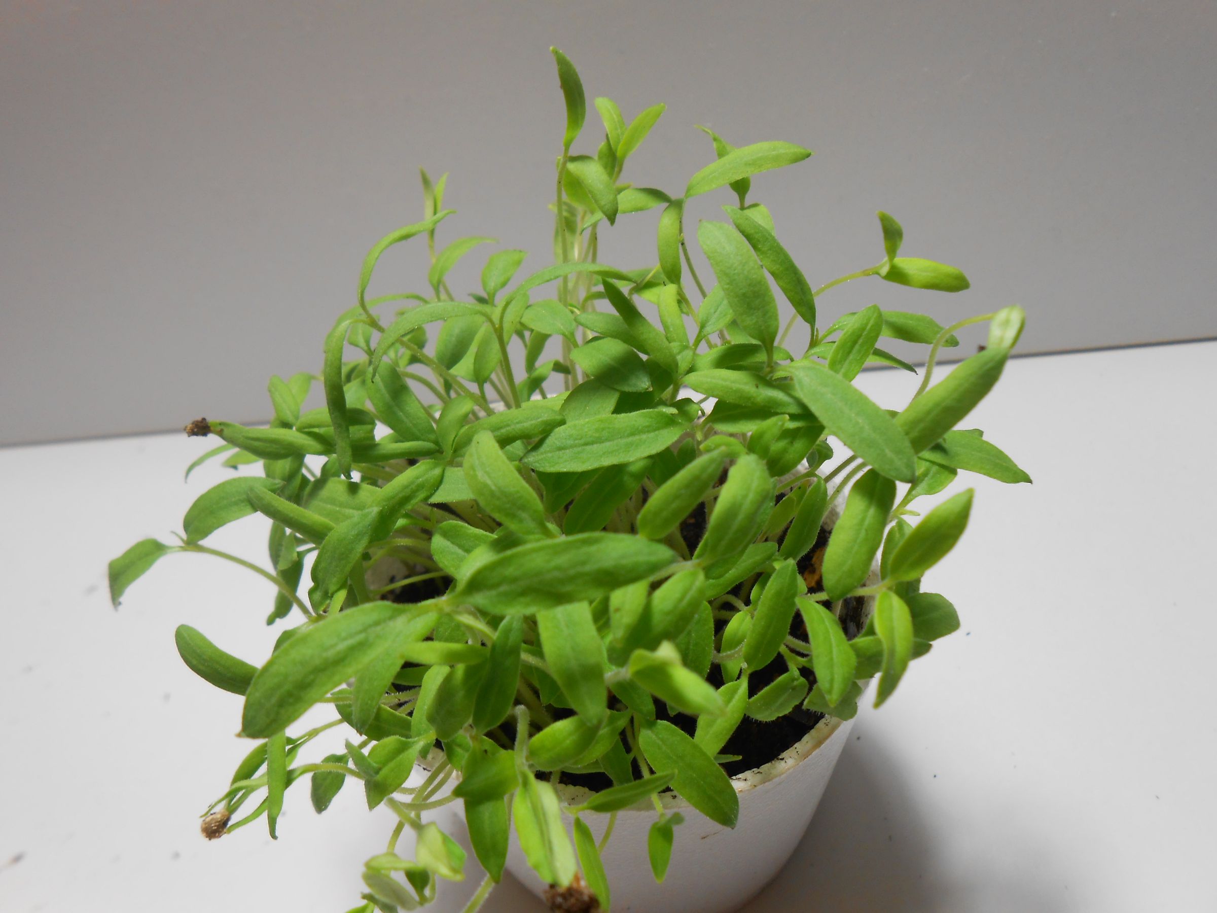 How to Grow Tomatoes Indoors