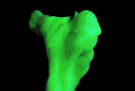 Glowing Goo using cheap, easy to get, ingredients