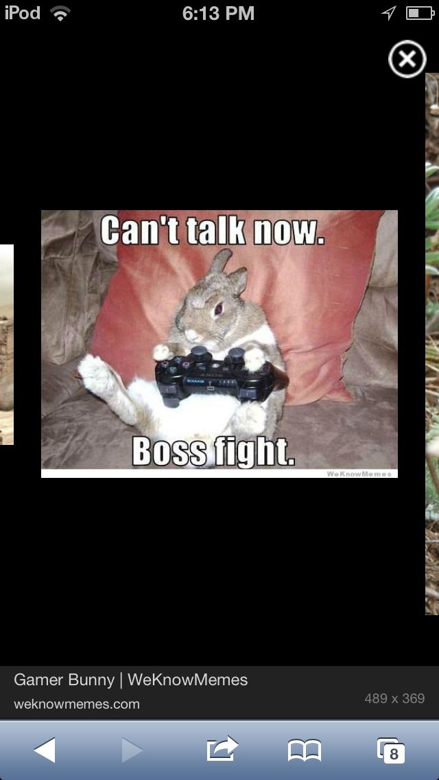 Bunnies Vs Cat Who Will Win?