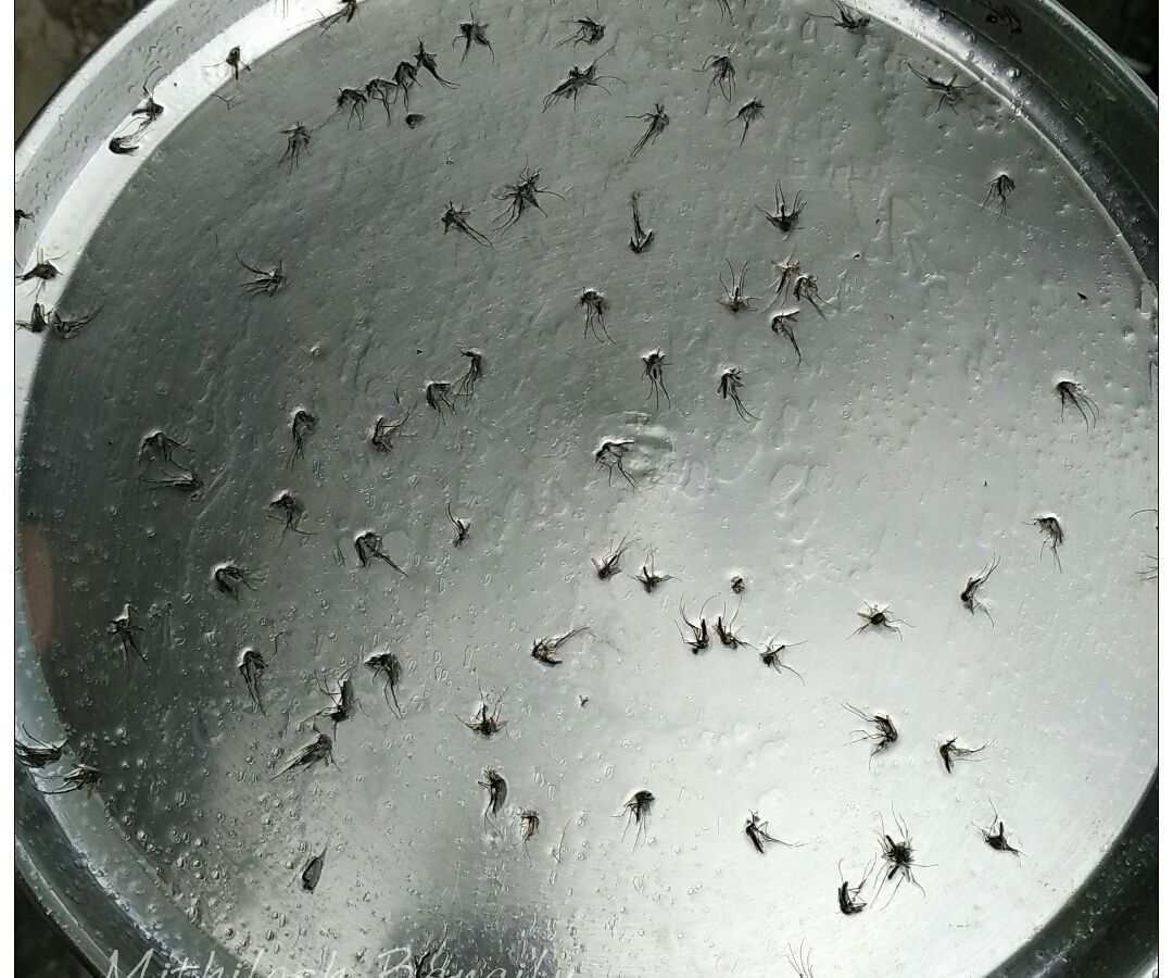 Easy one minute one step Mosquito trap for outdoors