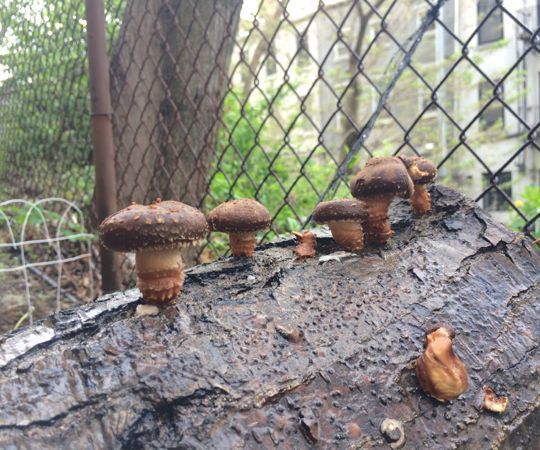 Urban Mushroom Farming