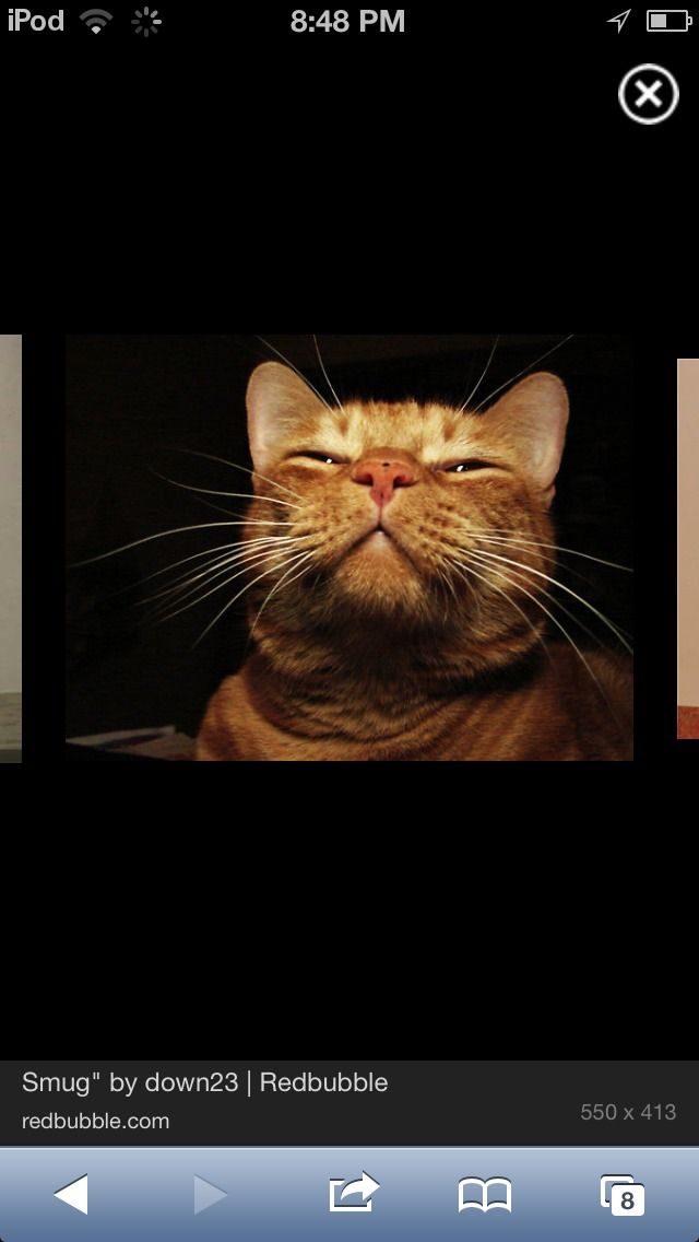 How to Show the Cat YOUR the Boss!!