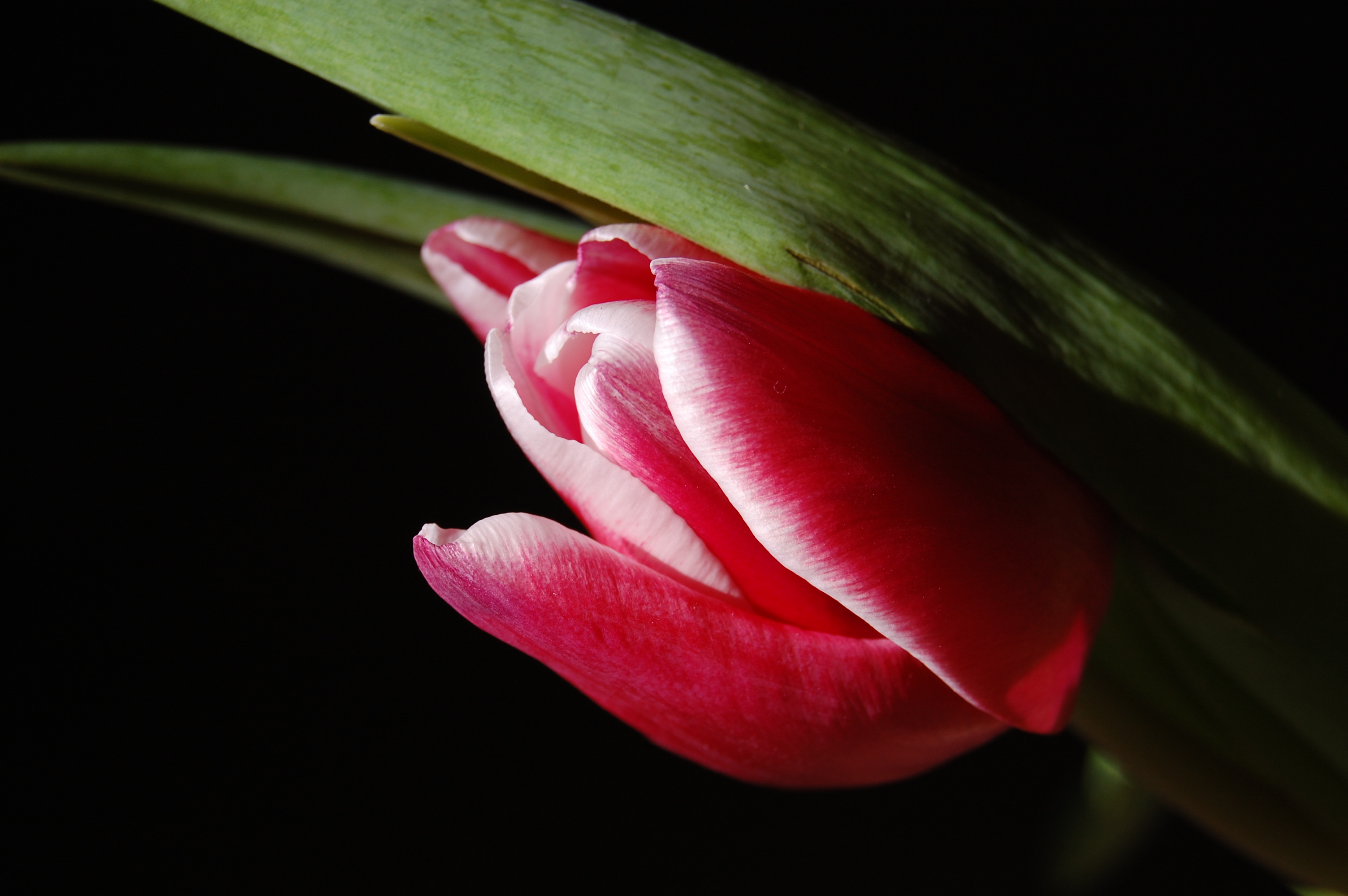 Beautiful Early Morning Tulip