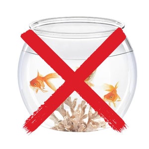🐟 Myths and Facts About Goldfish Care
