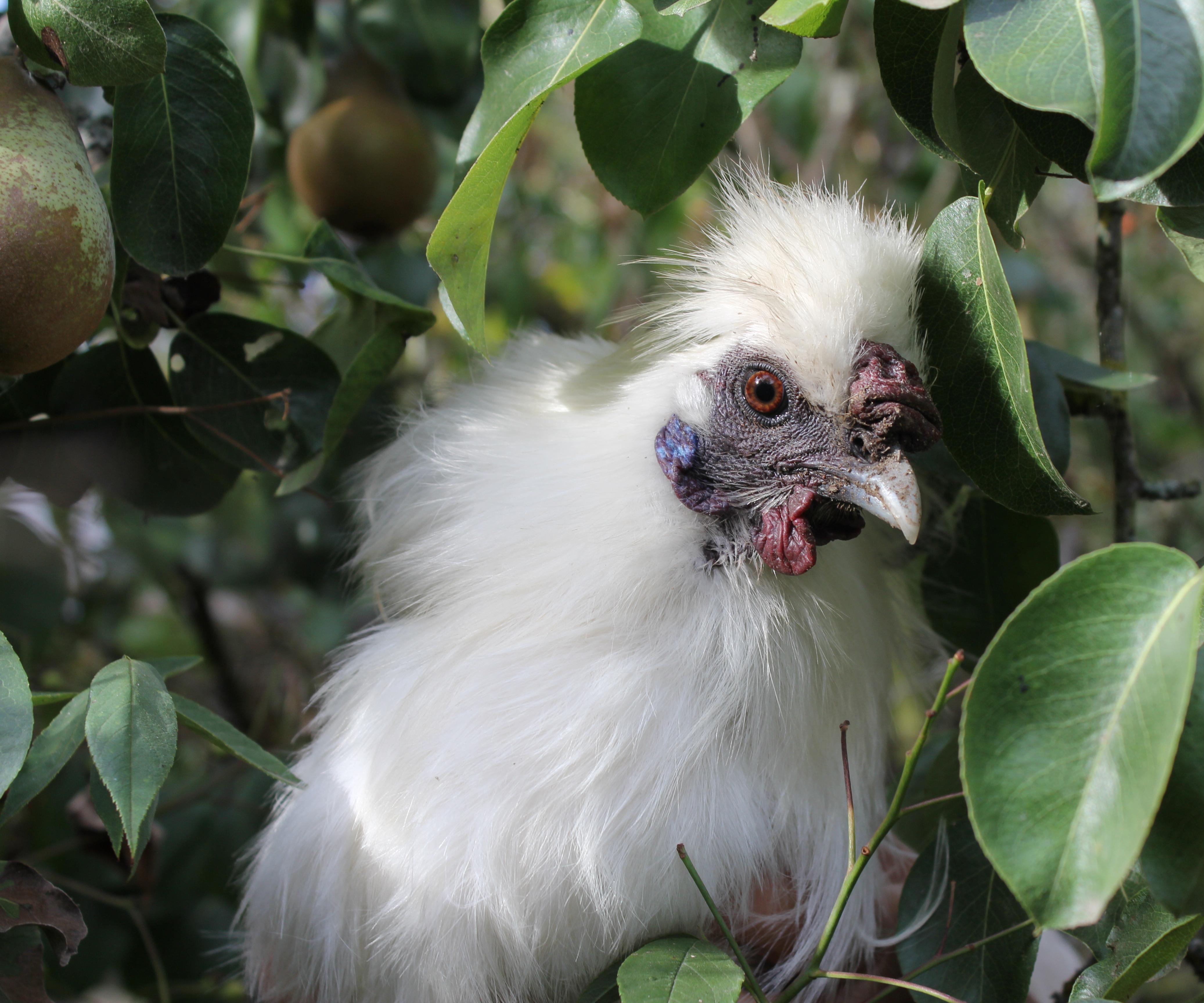 Introducing a Young Rooster Into an Established Mixed Flock or Strategies for Rehoming a Frisky Silkie