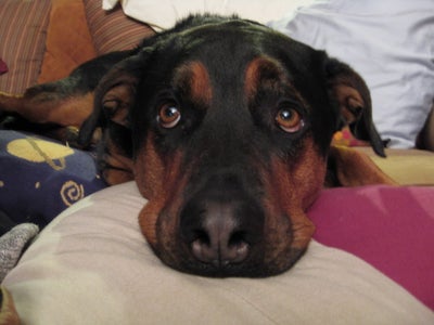 How to Find a Break in an Invisible Dog Fence