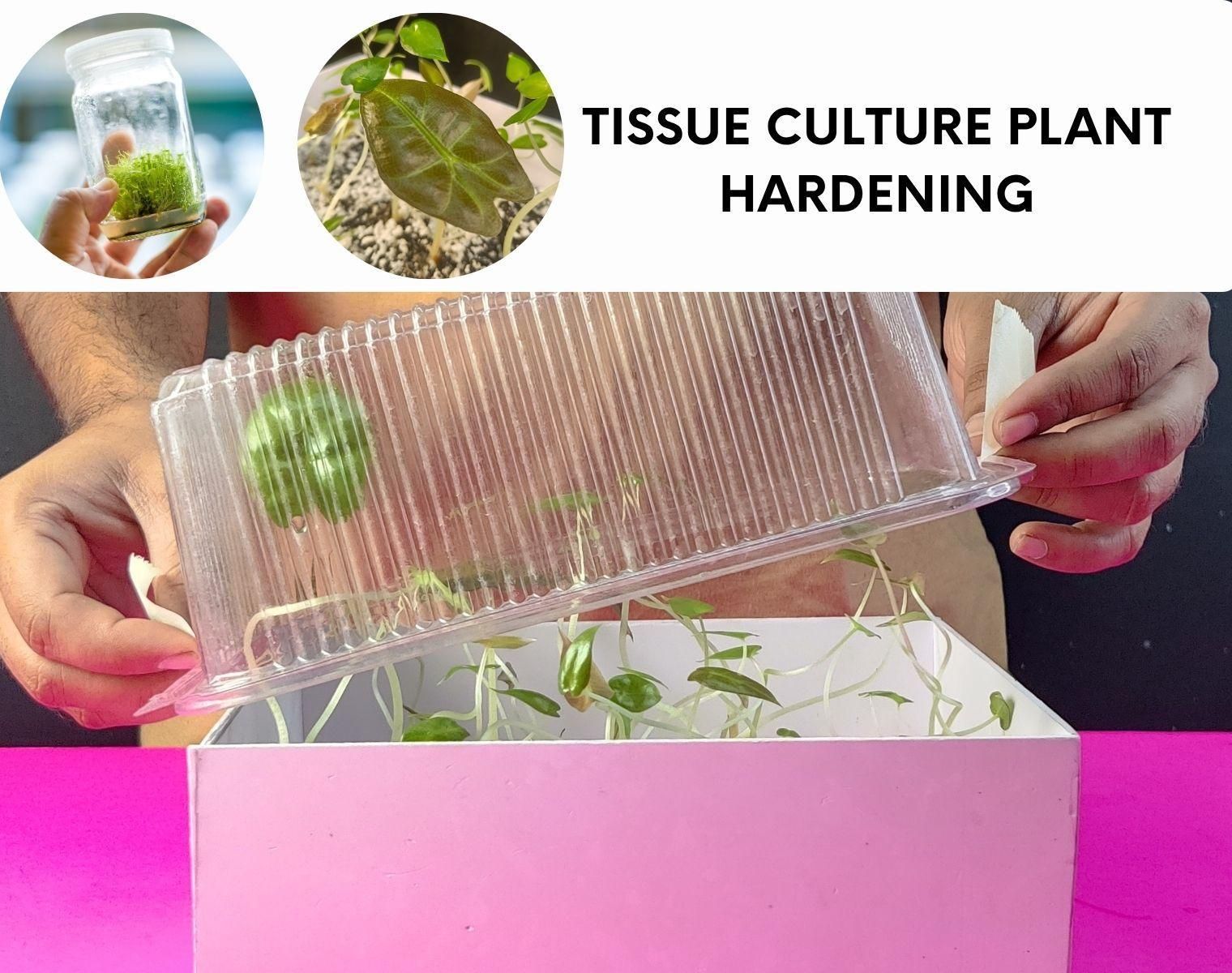 Tissue Culture Plant Hardening - From Jars to Outside