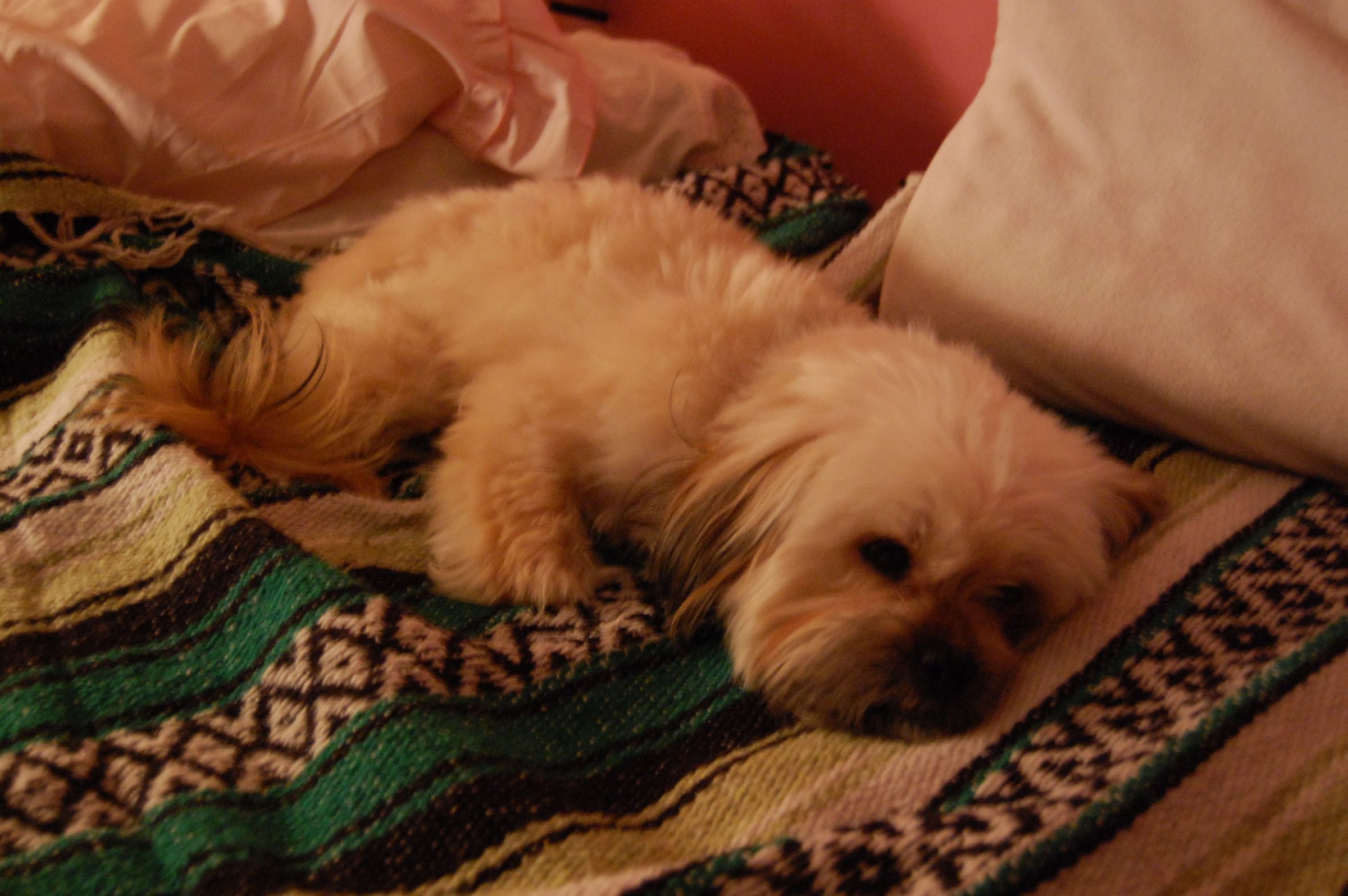 Wash a Shiatsu's Face