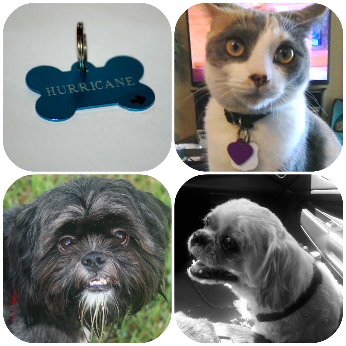 Updating Pet Tag - Easy,quick,& Cheap!