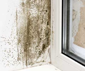 Why Spring Is the Perfect Time for Mold Prevention