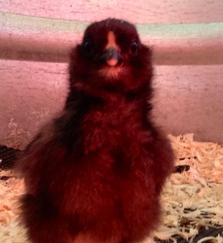 Hatching Chicks Using an Incubator