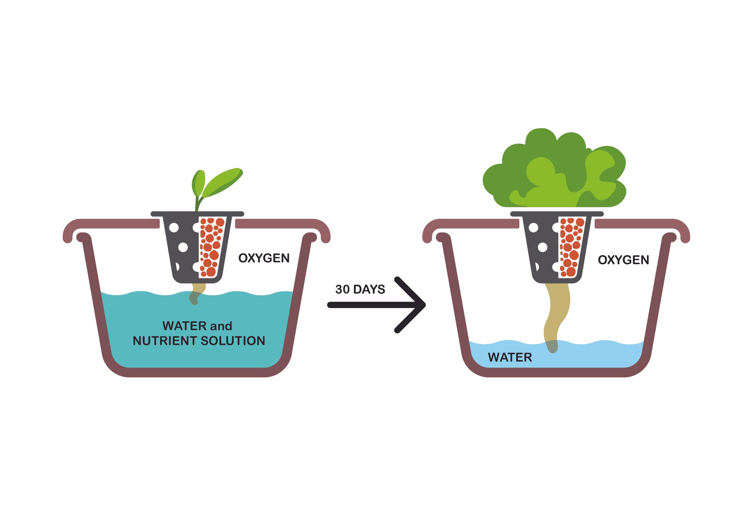 Kratky Method Hydroponics Tutorial 3 Steps Instructables