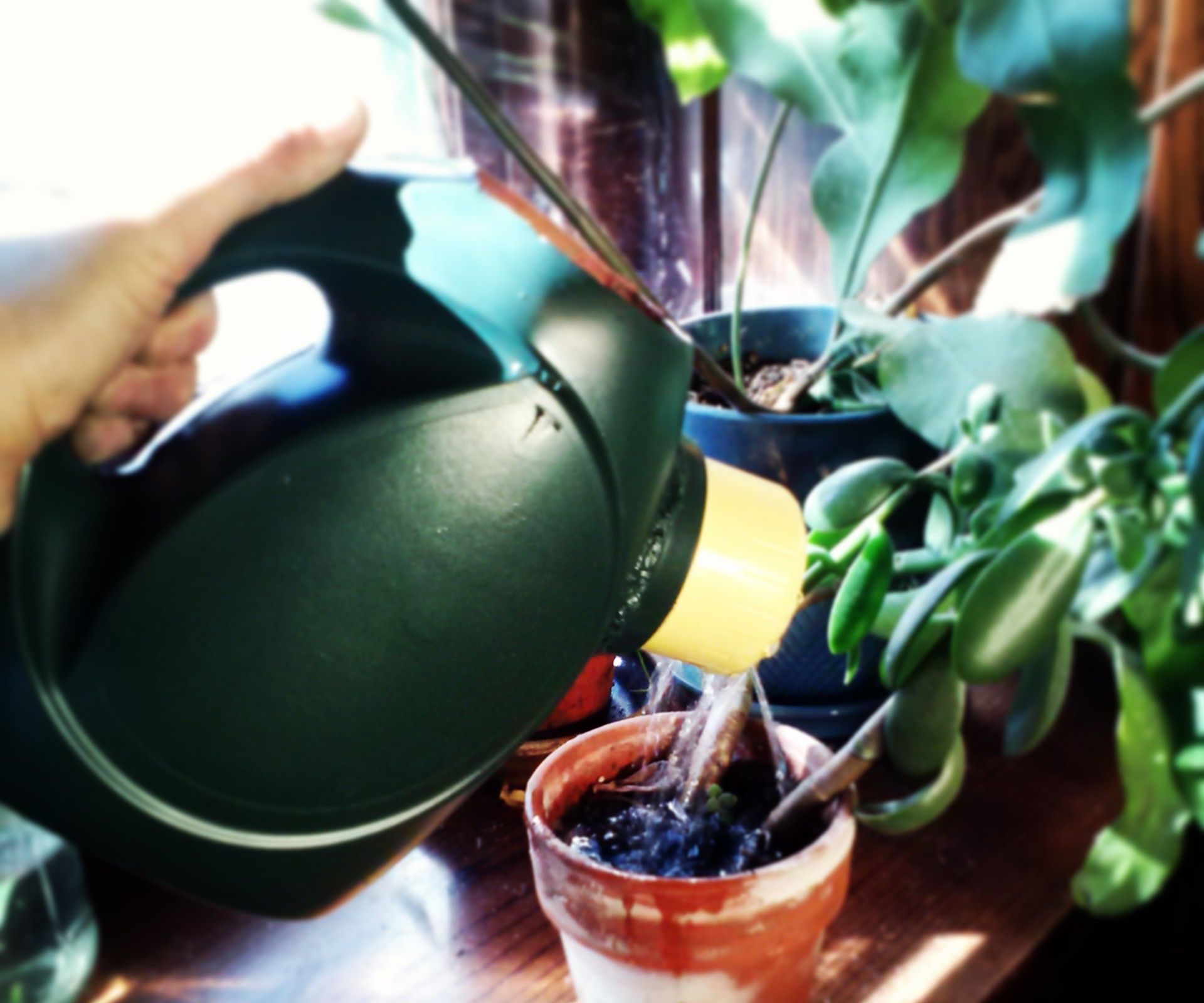 Stylish detergent bottle watering can