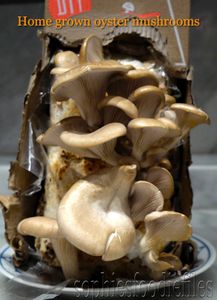 Dairy-free Pasta With Home Grown Mushrooms