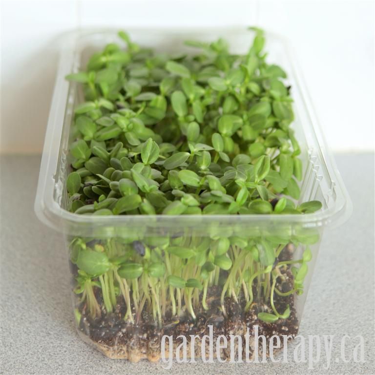 Growing Sunflower Micro Greens in a Plastic Salad Box