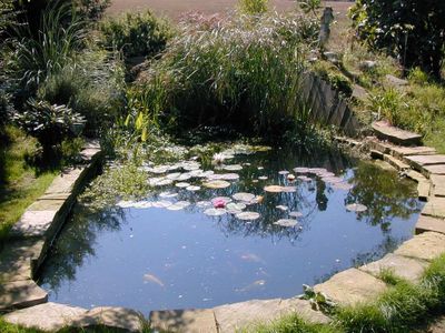 Enjoy the Bog Garden