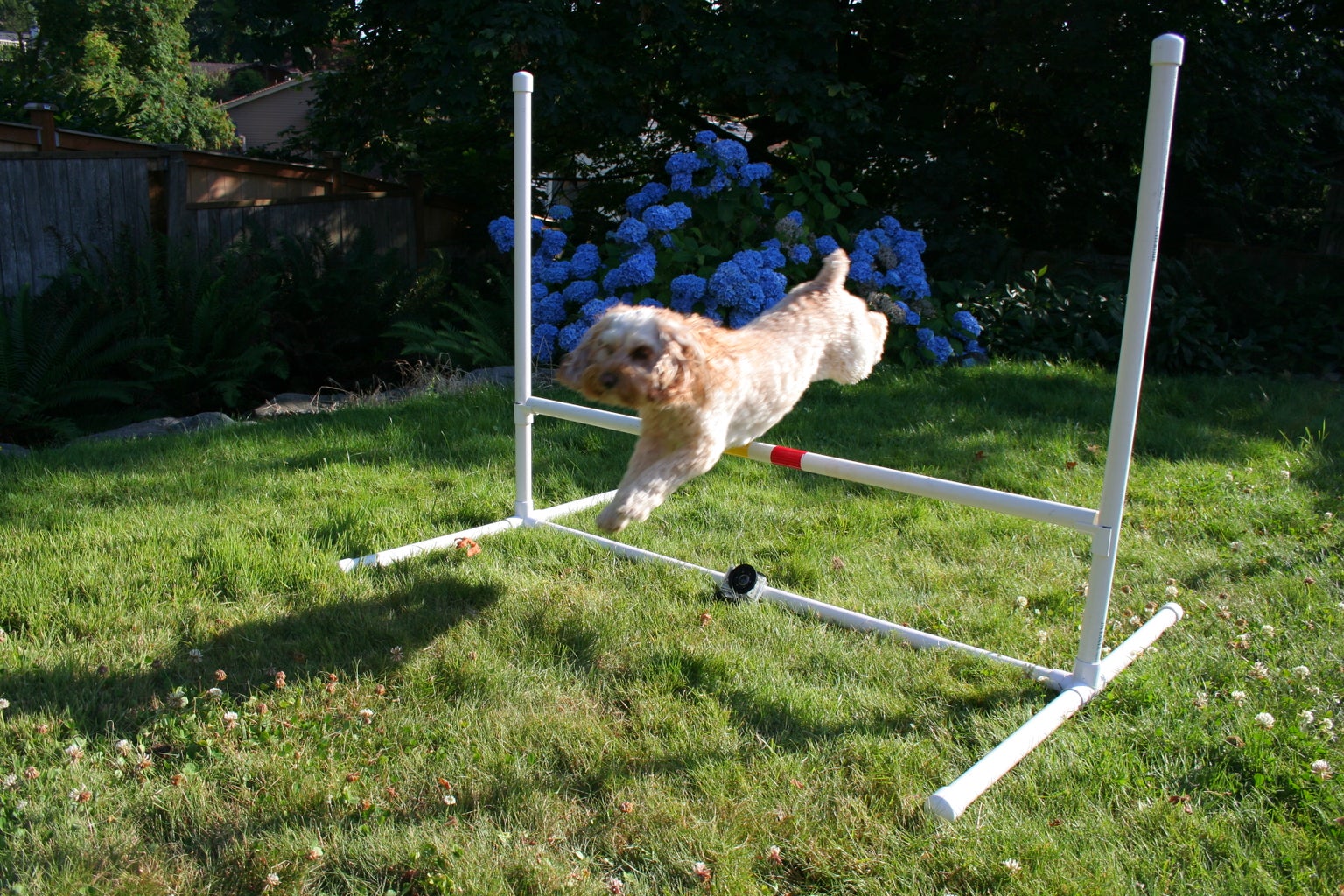 Dog Agility Jump : 8 Steps (with Pictures) - Instructables