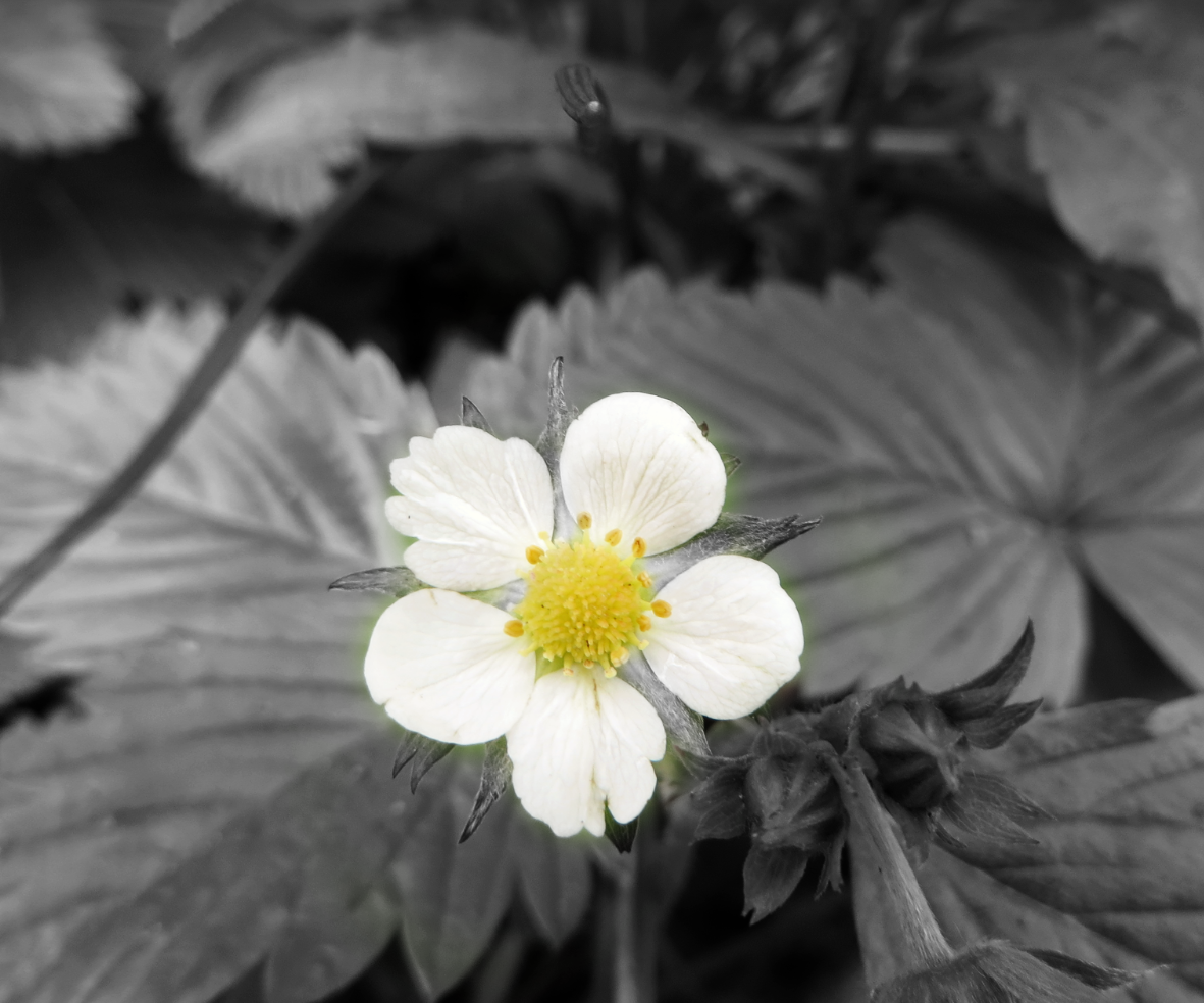 Highlight Colours in Black and White Photos With Snapseed